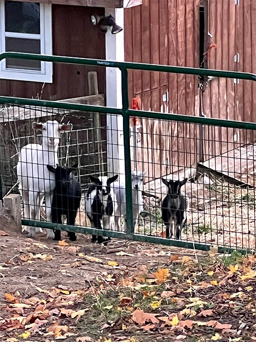 Goats Behind The Fence