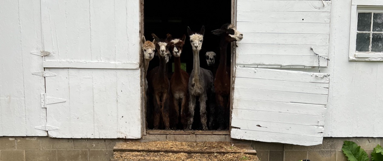 Alpacas Huddled In Their Shed
