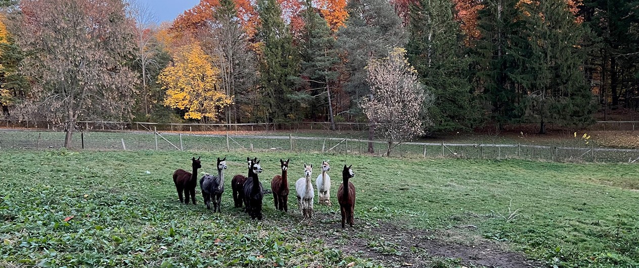 Alpacas In The Field