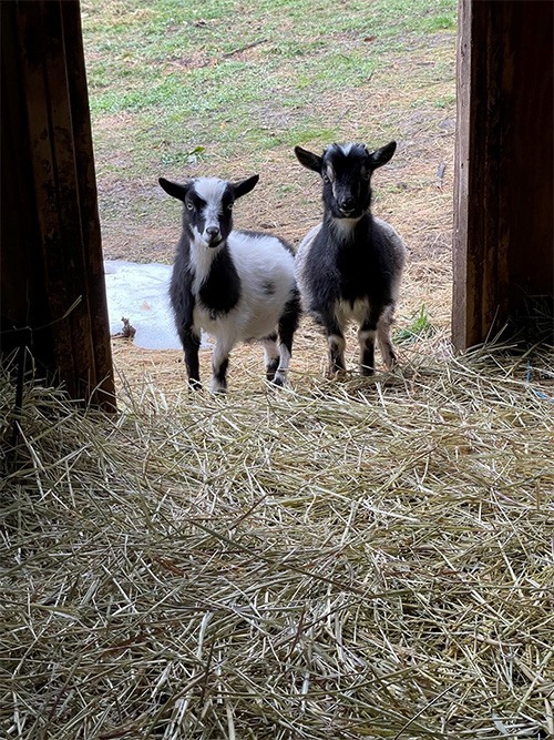 Goats Near The Entrance